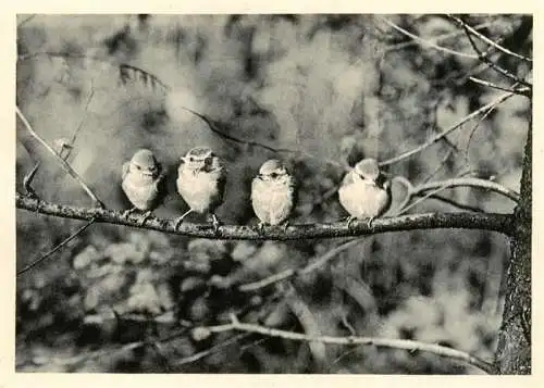 AK / Ansichtskarte  Voegel Birds Oiseaux Blaumeisen 