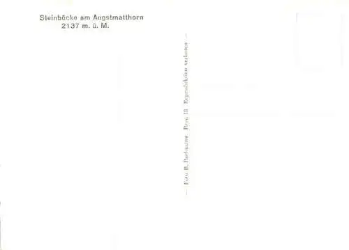 AK / Ansichtskarte  Steinbock Capricorn Capricorne Capricornio-- Augstmatthorn
