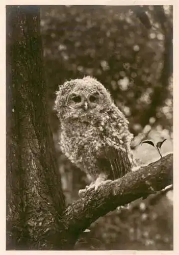 AK / Ansichtskarte  Eule Owl Hibou Chouette-- Junger Waldkauz 