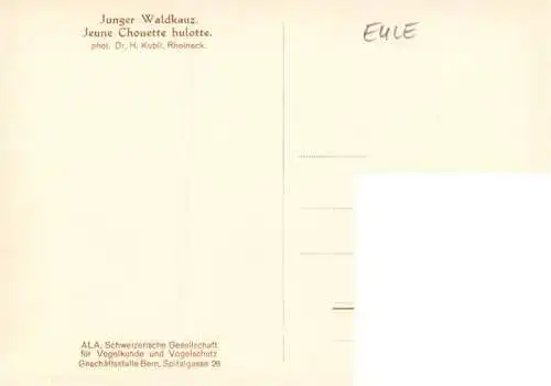 AK / Ansichtskarte  Eule Owl Hibou Chouette-- Junger Waldkauz 