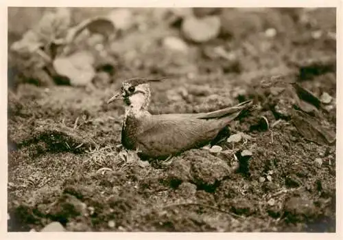 AK / Ansichtskarte  Voegel Birds Oiseaux Bruetender Kiebitz 