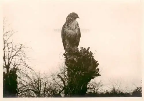 AK / Ansichtskarte  Bussard Buzzard Buse Busardo-- Maeuse 