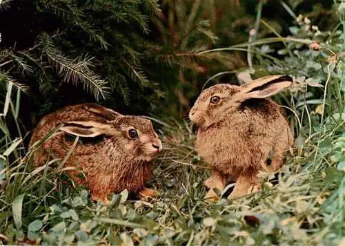 AK / Ansichtskarte  Hasen -Rabbits Lapins Conejos-- 