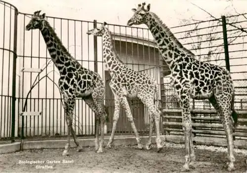 AK / Ansichtskarte  Zoo Gardin Zoologique-- Basel Giraffen 