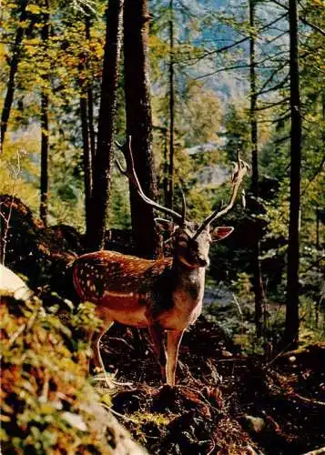 AK / Ansichtskarte  Hirsch Stag Deer Cerf Ciervo-- Neufenenpasshoehe