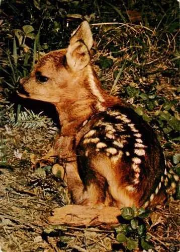 AK / Ansichtskarte  Rehe Roe Deer Chevreuil Corzo-- Kitz Faon 