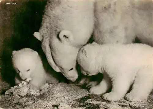 AK / Ansichtskarte  Zoo Gardin Zoologique-- Zuerich Junge Eisbaeren