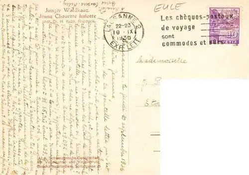AK / Ansichtskarte  Eule Owl Hibou Chouette-- Junger Waldkautz 