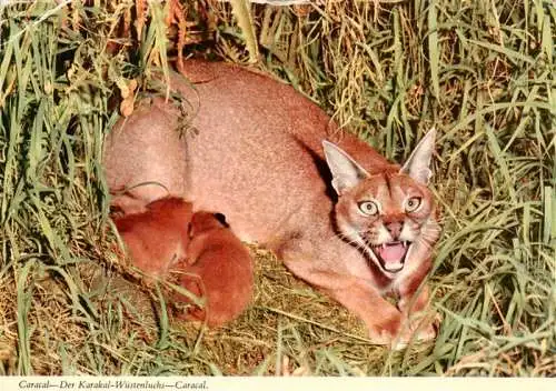 AK / Ansichtskarte  Luchs Lynx Lince-- Caracal Karakal Wuesten