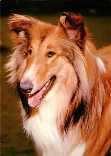 AK / Ansichtskarte  Hunde dogs chiens-- Collie Schottischer Schaeferhund