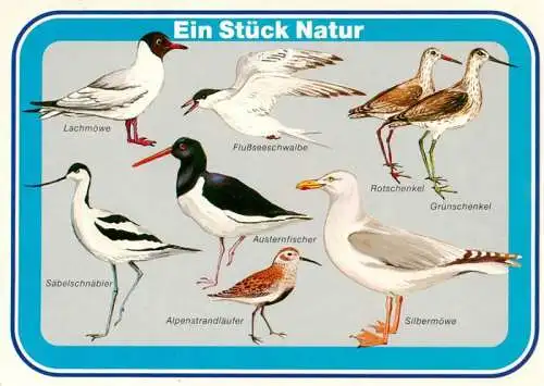 AK / Ansichtskarte  Voegel Birds Oiseaux Lachmoewe Flussseeschwalbe Rotschenkel Silbermoewe Austernfischer 