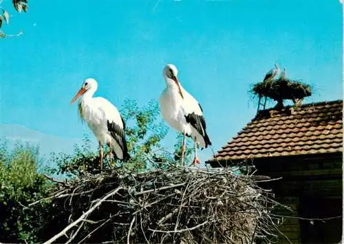 AK / Ansichtskarte  Voegel Birds Oiseaux Schweizerische Vogelwarte Sempach Altreu Storchen 