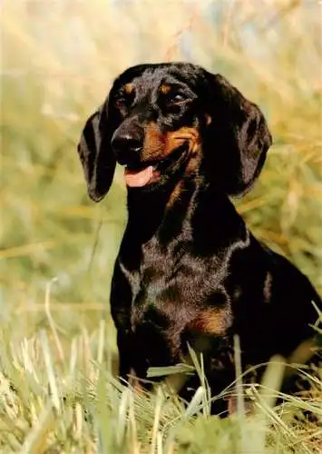 AK / Ansichtskarte  Dackel Dachshund Teckel Hunde dogs Chiens Cani 