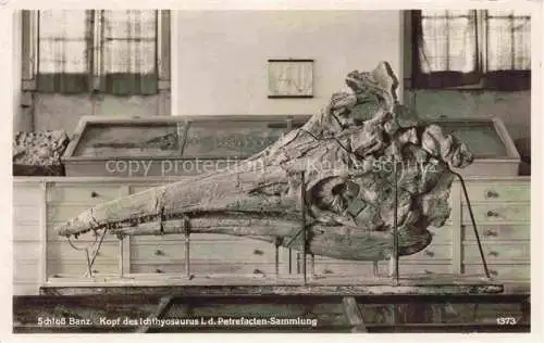 AK / Ansichtskarte  Schloss Banz Bad Staffelstein Kopf des Ichthyosaurus in der Petrefacten-Sammlung