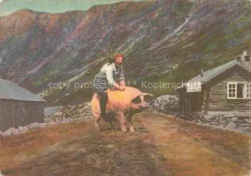 AK / Ansichtskarte  Schweine Norge Norwegen Setejentens Fridag