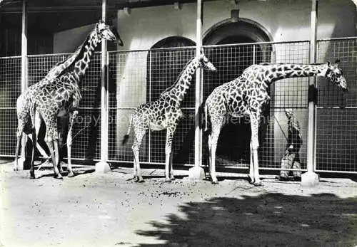 AK / Ansichtskarte  Zoo Gardin Zoologique-- Basel Giraffen Schweiz
