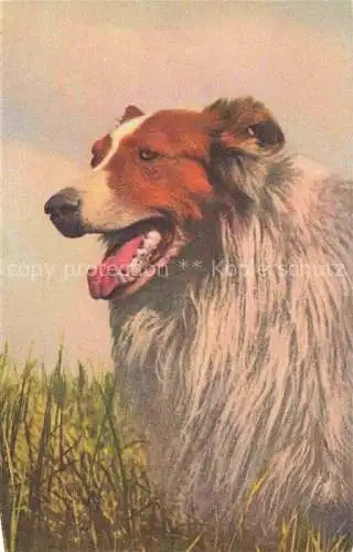 AK / Ansichtskarte Hunde dogs chiens-- Collie