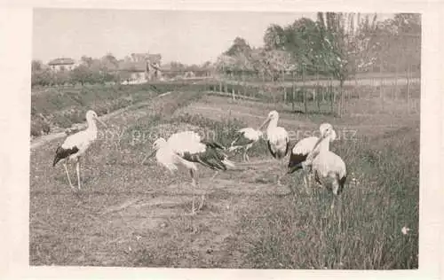 AK / Ansichtskarte Voegel Birds Oiseaux Stroch Cigogne