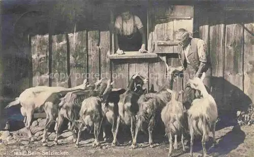 AK / Ansichtskarte Ziege Goat Chevre-- Salzlecken Schweiz 