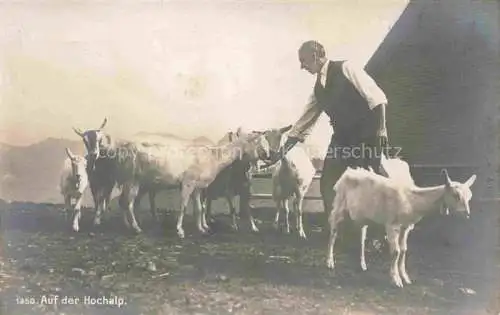 AK / Ansichtskarte Ziege Goat Chevre-- Hochalp Schweiz