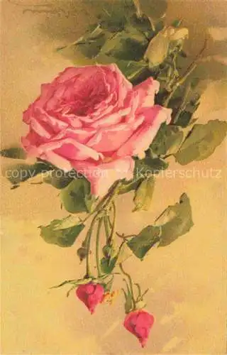 AK / Ansichtskarte Klein_Catharina_Kuenstlerlitho Rose Rosa 