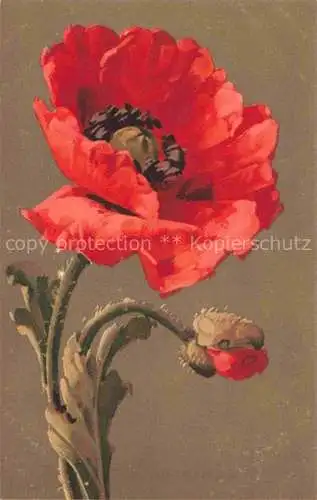 AK / Ansichtskarte Klein_Catharina_Kuenstlerlitho Mohnblume Rot 