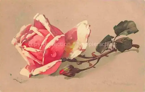 AK / Ansichtskarte Klein_Catharina_Kuenstlerlitho Rose Rosa 
