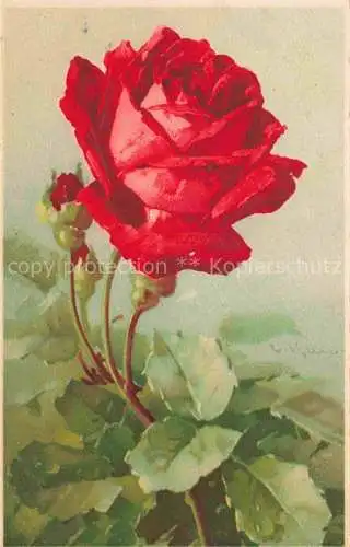 AK / Ansichtskarte Klein_Catharina_Kuenstlerlitho Rosen Rot 