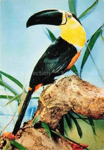 AK / Ansichtskarte Zoo Gardin Zoologique-- Tukan Toucan Frankfurt Main 