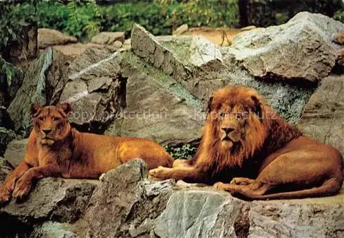 AK / Ansichtskarte Zoo Gardin Zoologique-- Frankfurt Main Loewen Lions