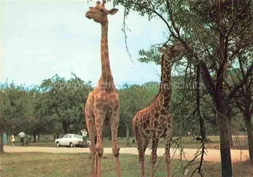 AK / Ansichtskarte Giraffe Girafe Jirafa Giraffa-- Safariland Gross Gerau Wallerstaedten  