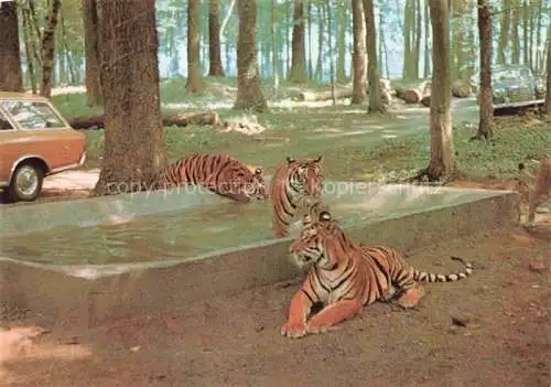 AK / Ansichtskarte Tiger  Tigre-- Safariland Gross Gerau Wallerstaedten  