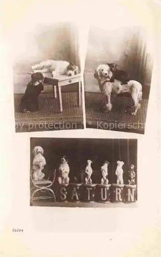 AK / Ansichtskarte Hunde_dogs_chiens   Saturn Zirkus Pudel  