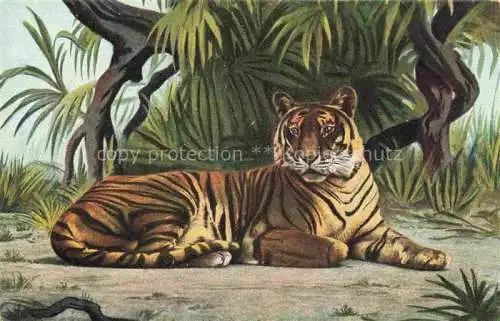 AK / Ansichtskarte Tiger__Tigre    