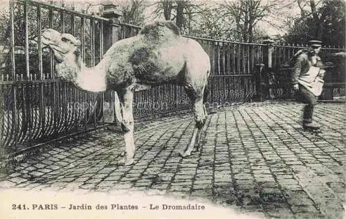 AK / Ansichtskarte Kamele__Camel_Chameau   Paris Jardin Plantes Le Dromadaire 