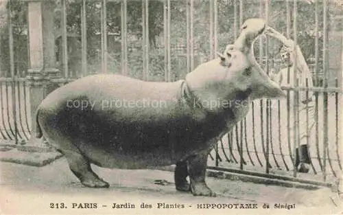 AK / Ansichtskarte Hippos_Nilpferde_Hipopptamos_Hippopotammi_   Paris Jardin Plantes Senegal 