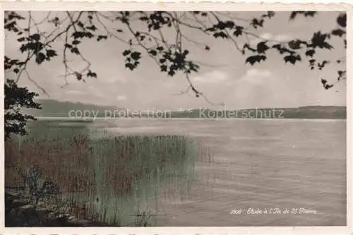 AK / Ansichtskarte Erlach_Bielersee_BE Etude a l Ile de Saint Pierre Uferpartie am See St. Petersinsel 