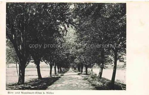 AK / Ansichtskarte Nidau_Bielersee_Lac_de_Bienne_BE Baumallee Birnbaeume Nussbaeume 