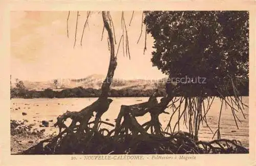 AK / Ansichtskarte Nouvelle Caledonie New Caledonia Neukaledonien Paletuviers a Magenta