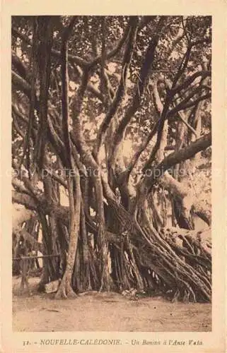 AK / Ansichtskarte Nouvelle Caledonie New Caledonia Neukaledonien Un Banian a l'Anse Vain