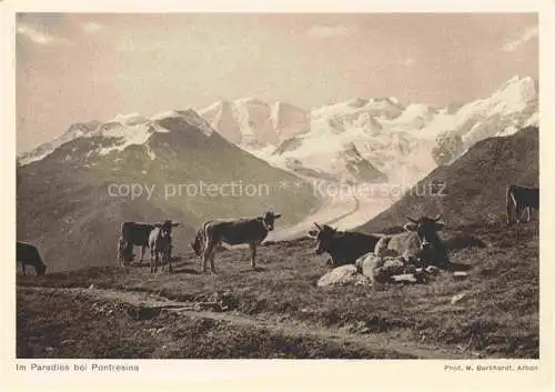 AK / Ansichtskarte Pontresina_GR Panorama Weiderinder 