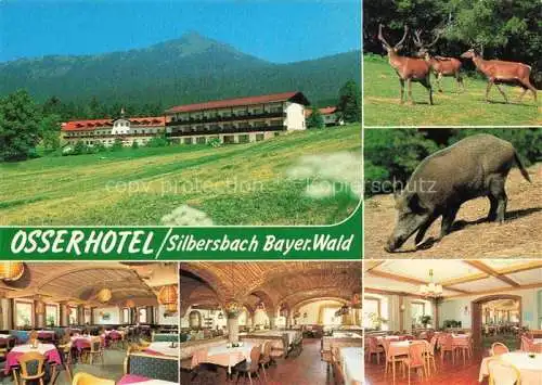 AK / Ansichtskarte Silbersbach Osserhotel Restaurant Hirsche Wildschwein