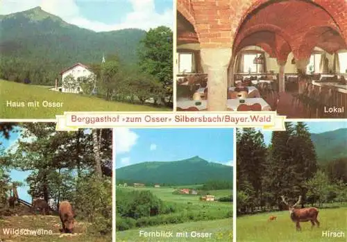 AK / Ansichtskarte Silbersbach Berggasthof zum Osser Lokal Panorama Wildschweine Hirsch
