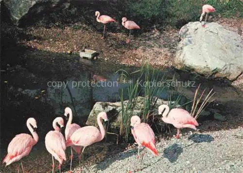 AK / Ansichtskarte Zoo Gardin Zoologique-- Seeteufel Biel Schweiz Flamingo Afrika