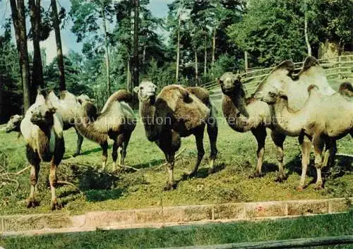 AK / Ansichtskarte Kamele  Camel Chameau-- Asien Tiergarten Nuernberg 