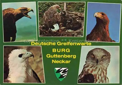 AK / Ansichtskarte Adler Eagle Aigle Aguila-- Deutsche Greifenwarte Burg Guttenberg Claus Fentzloff