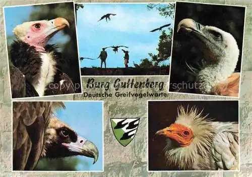 AK / Ansichtskarte Geier Vulture Vautour Buitre Deutsche Greifenwarte Guttenberg Claus Fentzloff 