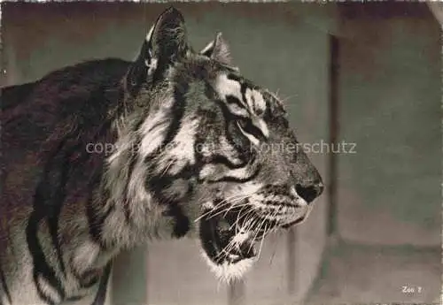 AK / Ansichtskarte Zoo Gardin Zoologique-- Tiger Grido Zuerich