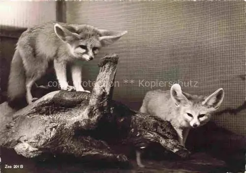 AK / Ansichtskarte Zoo Gardin Zoologique-- Sennek Wuestenfuchs Zuerich 