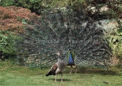 AK / Ansichtskarte Zoo Gardin Zoologique-- Zuerich Pfauenpaar 